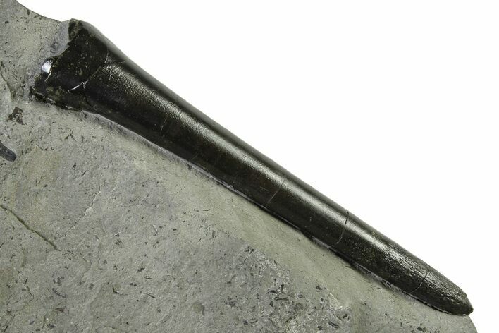 Fossil Belemnite (Acrocoelites) Rostrum - Germany #335223